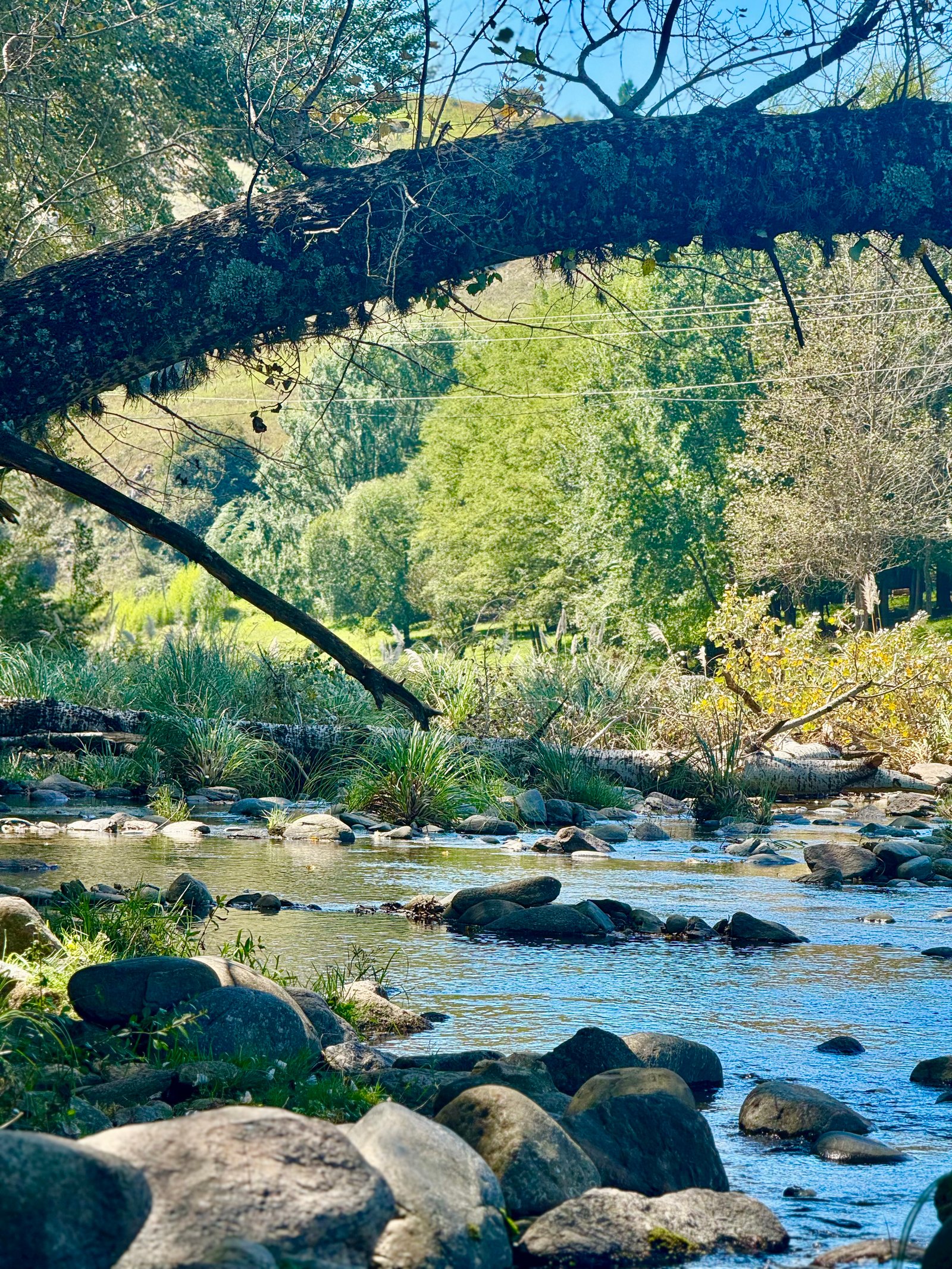 Arroyo entre piedras y monte serrano